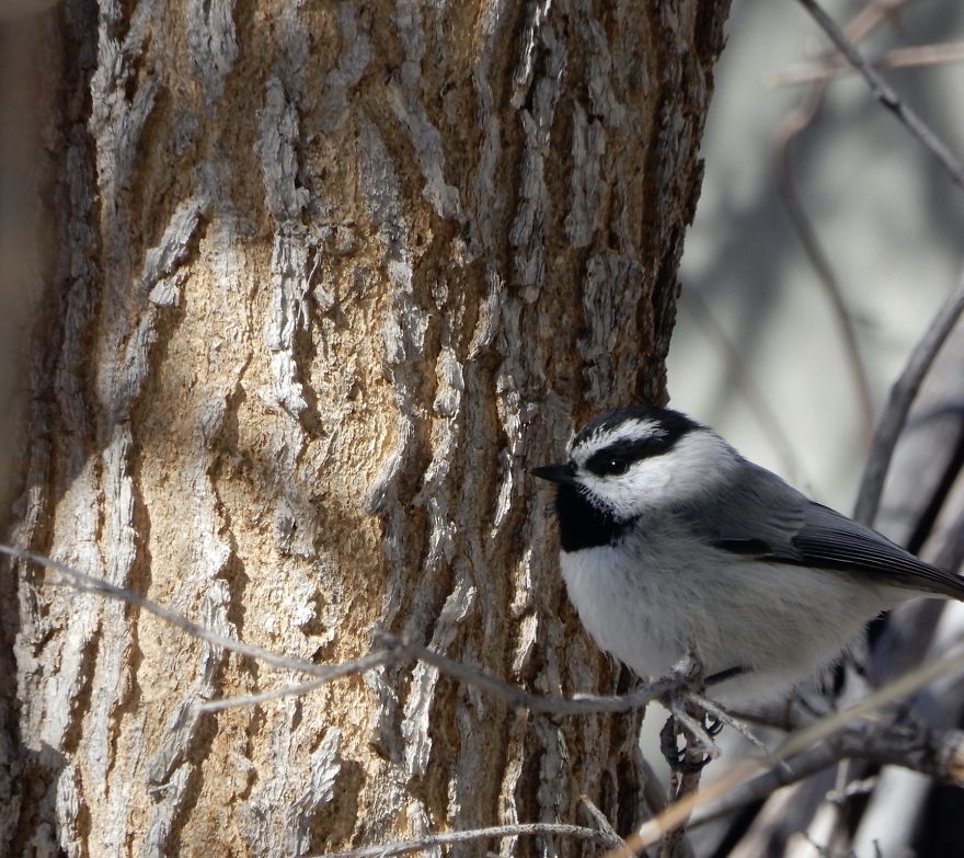 Backyard Birds