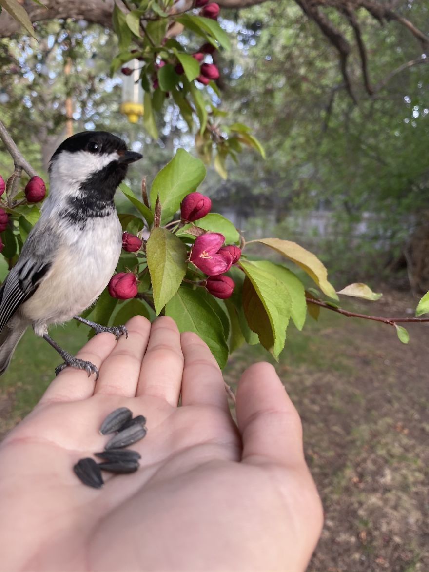 Backyard Birds