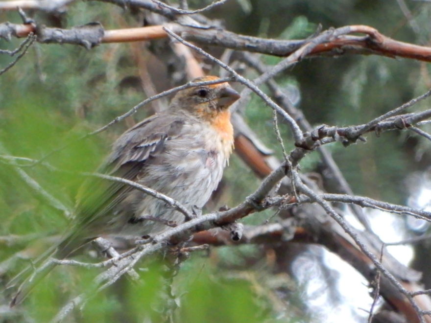 Backyard Birds
