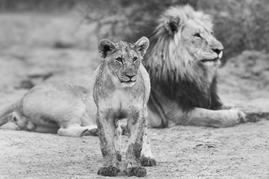 Lion And Cub, Father And Son