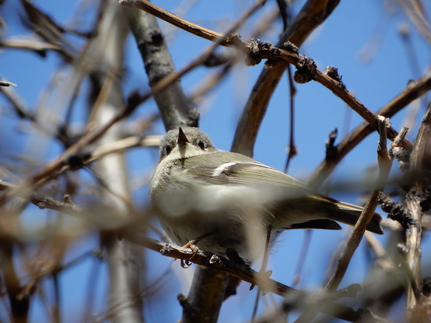 Backyard Birds