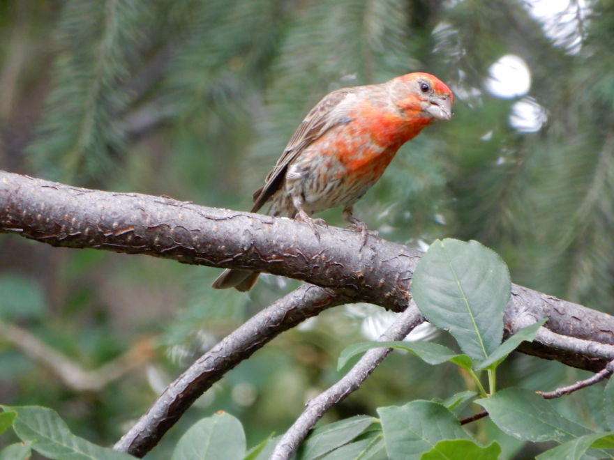 Backyard Birds