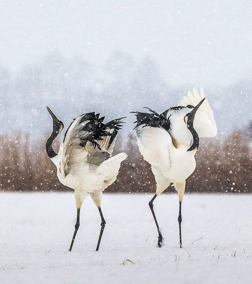 This Russian Photographer Travels To Dangerous Places To Show The Beauty Of Wildlife
