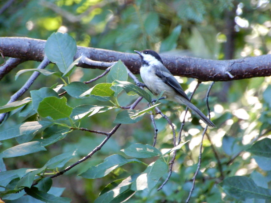 Backyard Birds