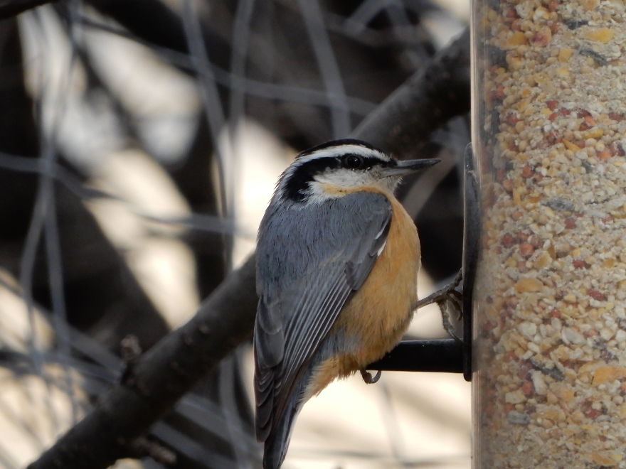Backyard Birds
