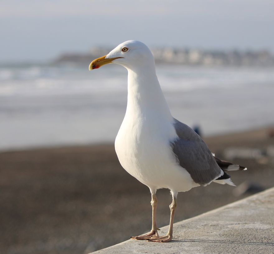 A Seagull's Take On Raising Kids During A Pandemic