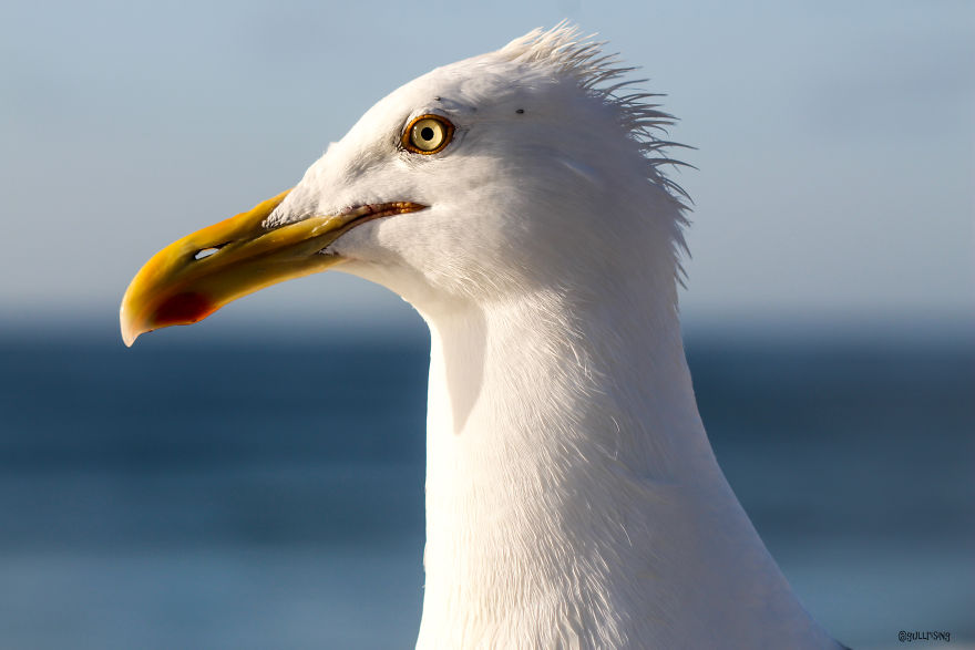 A Seagull's Take On Raising Kids During A Pandemic