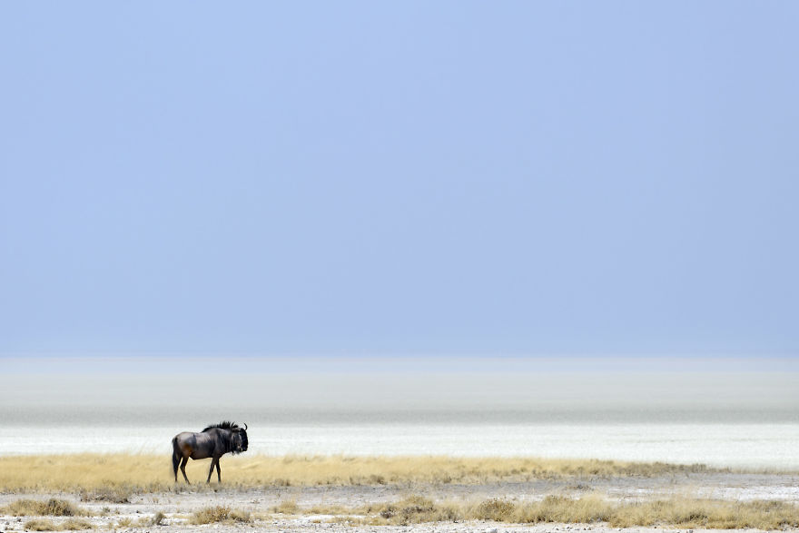 Lone Wildebeest, Edge Of Etosha Pan