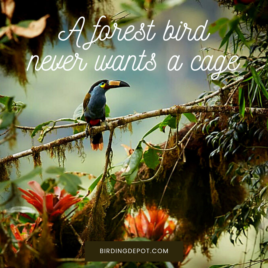 A Forest Bird Never Wants A Cage
