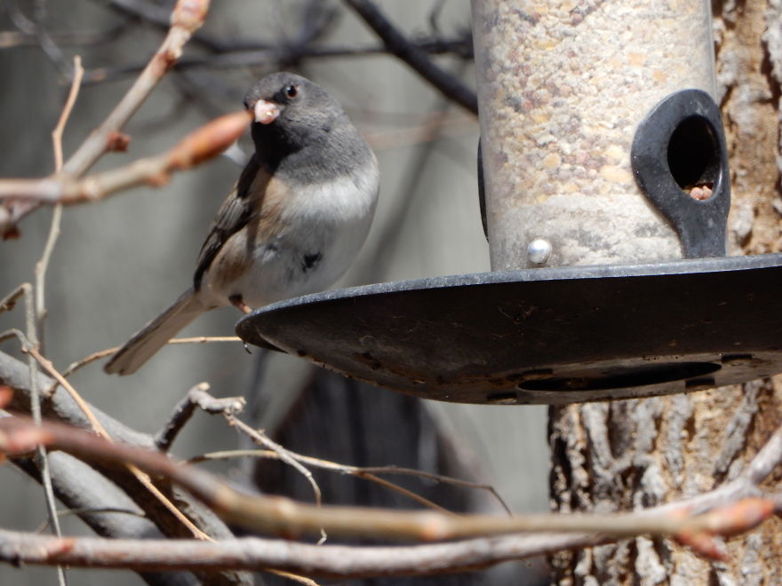 Backyard Birds