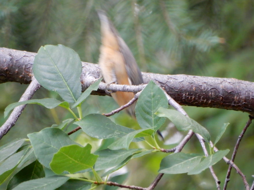 Backyard Birds