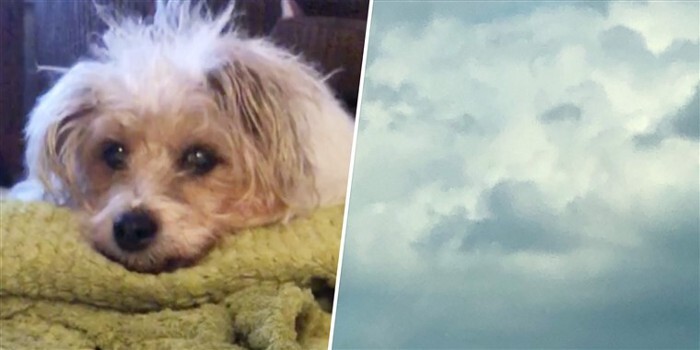 After Dog Dies, It Confirms To Its Owner That It Has Made It To Doggy Heaven