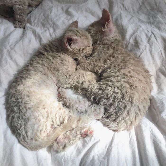 Curly-Cats-Gina-And-Gepetto
