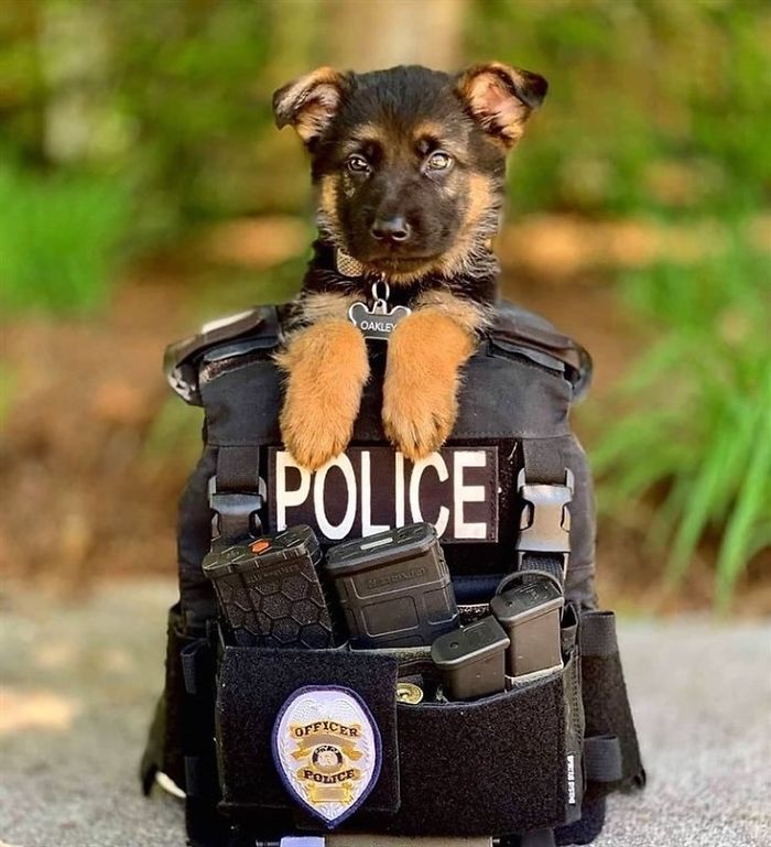 Adorable-Puppies-Police-Training