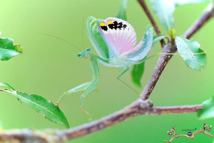Beautiful-Mantis-Photography-Pang-Way