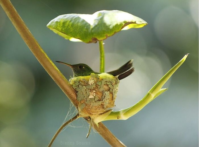 A Beautiful Hummingbird's Nest With A Leaf Roof