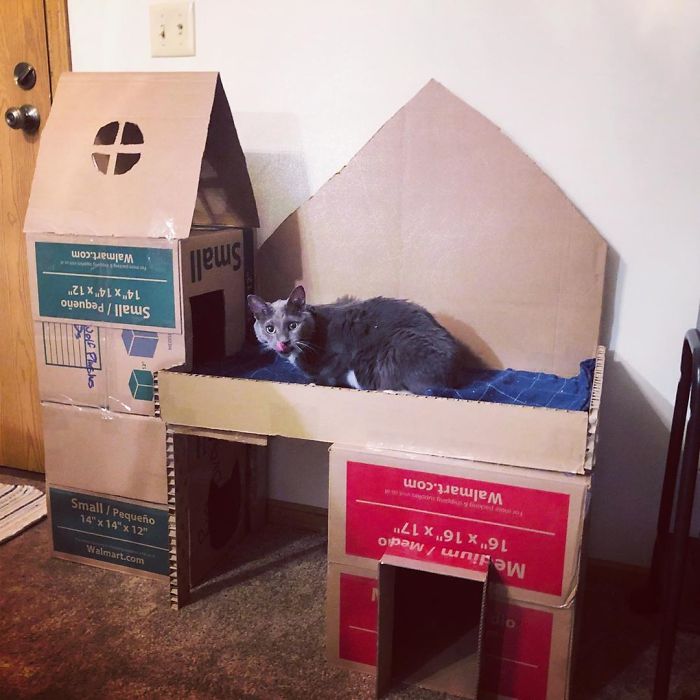 Today I Built Lucky A Fort