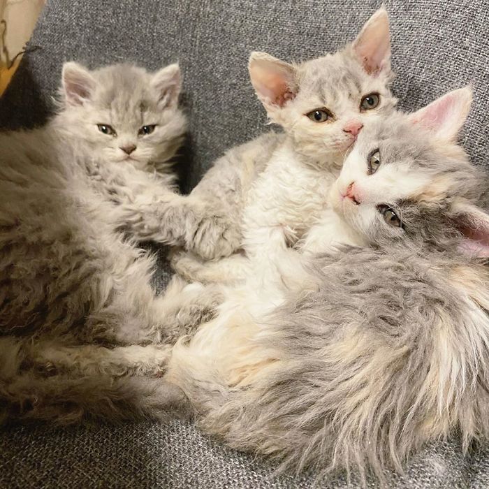 Curly-Cats-Gina-And-Gepetto