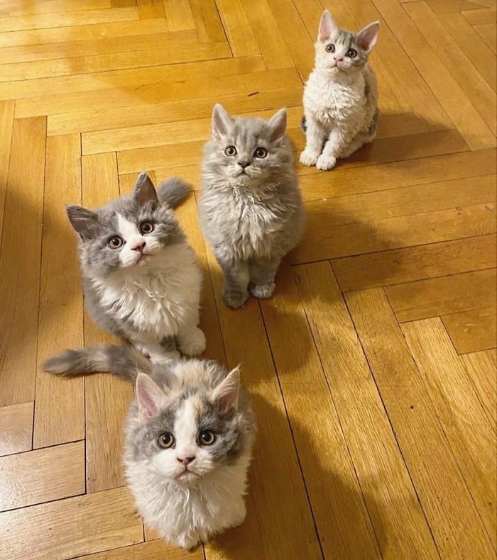 These Kitties Are Very Different From Your Usual Ones (30 Pics)