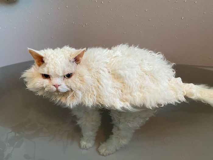 Selkirk-Rex-Angry-Cat-Chirico
