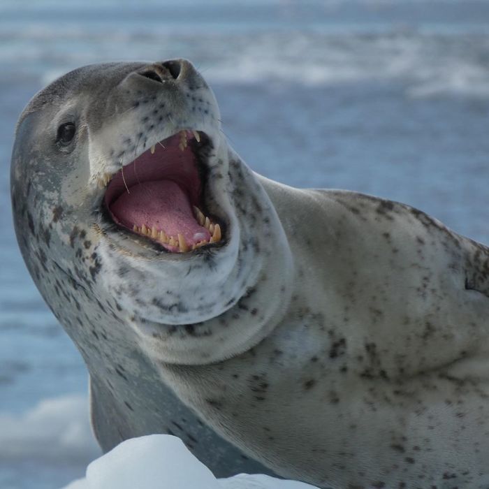 Funny-Laughing-Seals