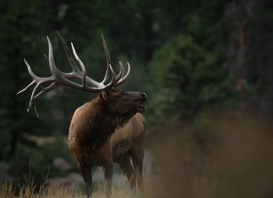 Bull Elk Bugling In The Cold Autumn Air To Attract Potential Mates. Photographed In The Colorado Rocky Mountains