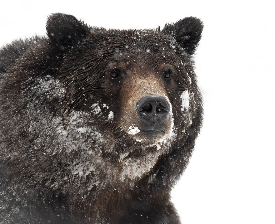 Male Grizzly Bear In A Late Spring Snowstorm. Photographed In The Wyoming High Country