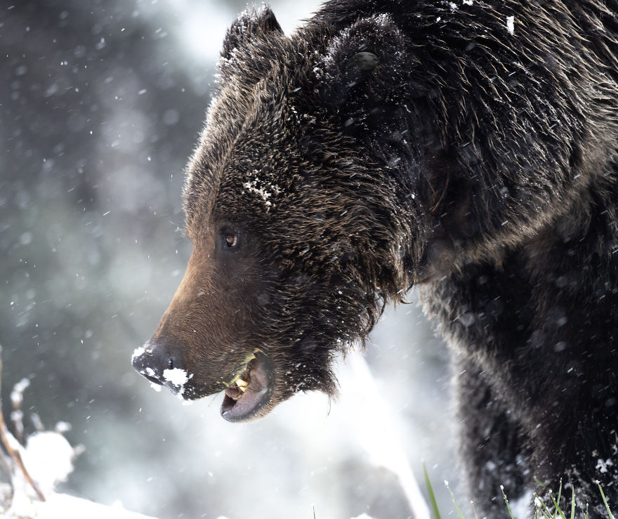 Female Grizzly Bear Foraging For Grass Beneath The Freshly Fallen Snow. Photographed In The Wyoming High Country