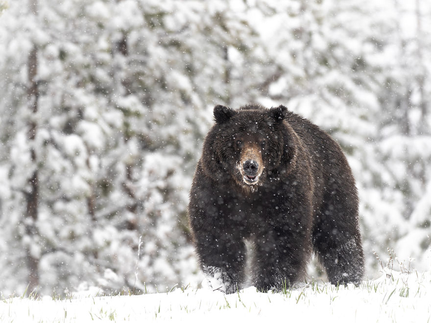 Massive Grizzly Bear Stands Atop A Hill As The Snow Falls Heavily Around Him. Photographed In The Wyoming High Country
