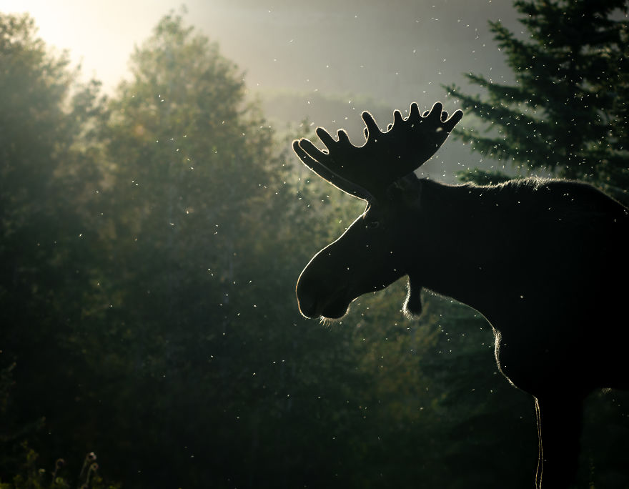 Bull Moose In The Last Light Of The Evening. Photographed In Utah’s Wasatch Mountains