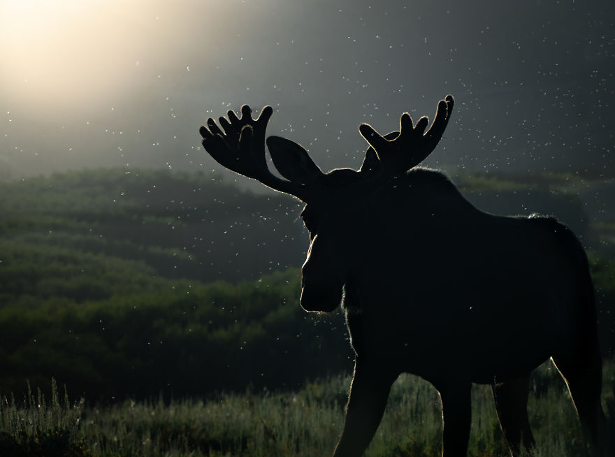 Bull Moose Crosses The Meadow As The Sun Sets Behind Him. Photographed In Utah’s Wasatch Mountains