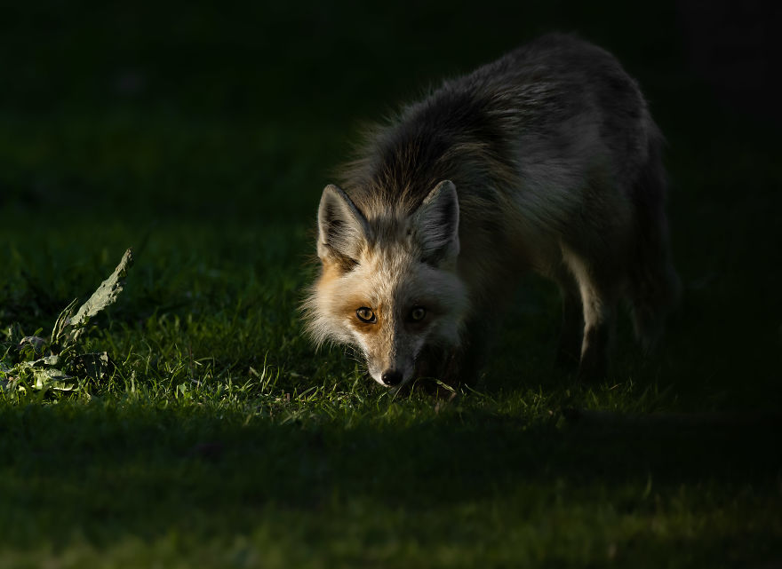 Curious Red Fox Pauses In The Sunlight To Investigate. Photographed In Utah