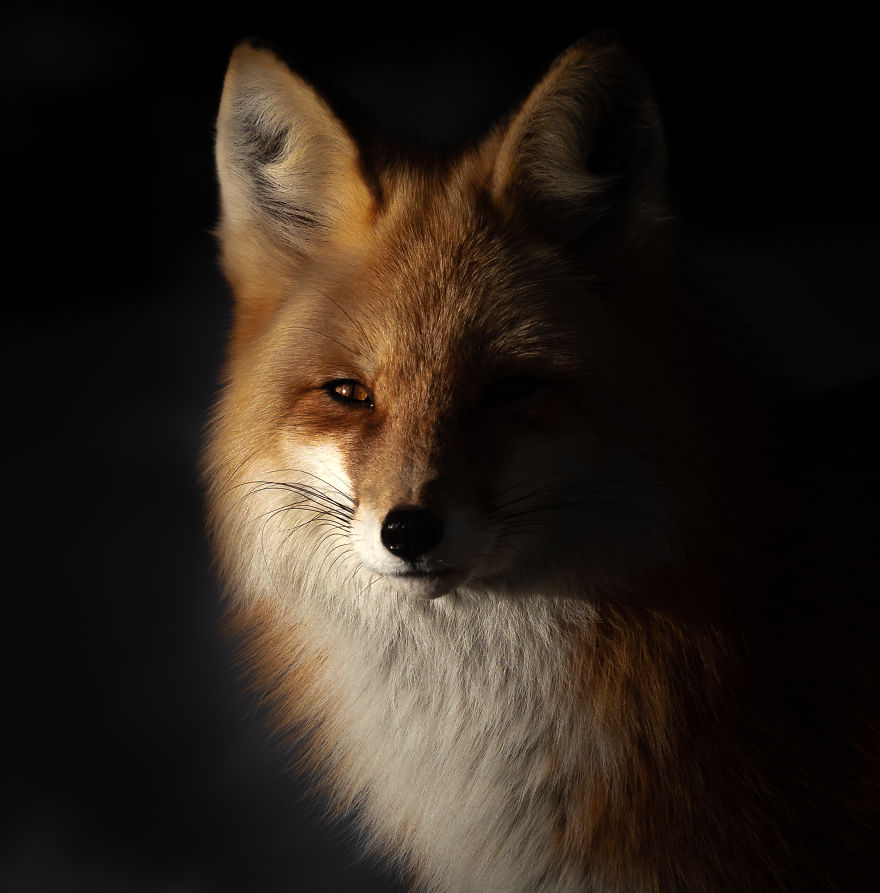 Red Fox Sporting A Healthy Winter Coat In The Last Rays Of Evening Light. Photographed In The Colorado Rocky Mountains