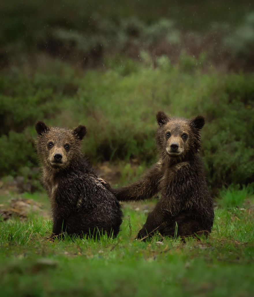 Grizzly Cub Siblings Stare Down The Future Together During A Morning Rain Storm. Photographed In Wyoming
