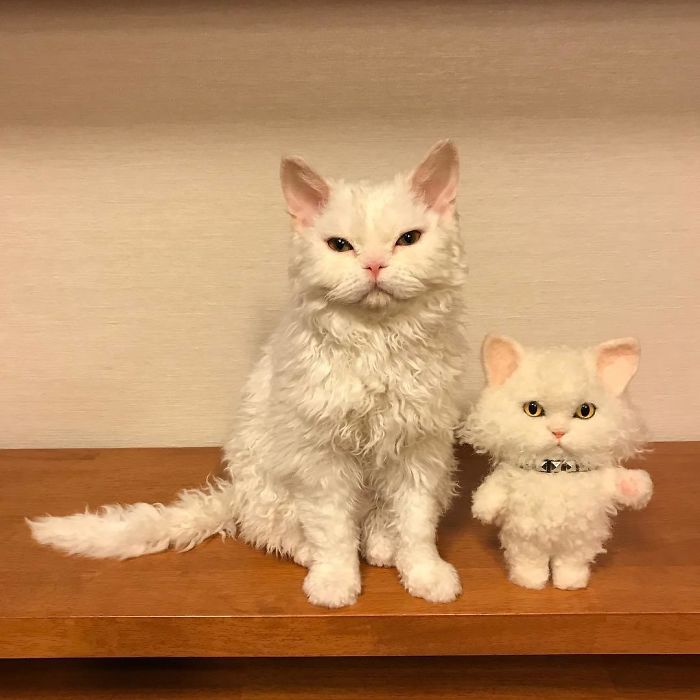 Selkirk-Rex-Angry-Cat-Chirico