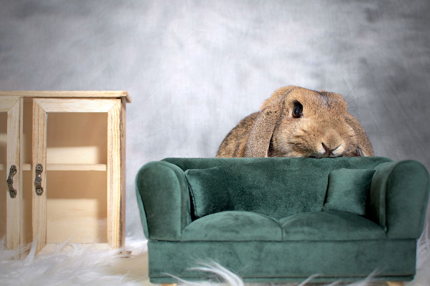 I Found My Passion By Photographing My Rabbits In Unusual Ways