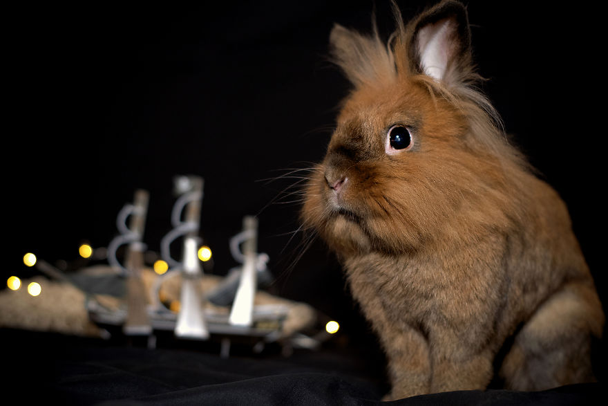 I Found My Passion By Photographing My Rabbits In Unusual Ways