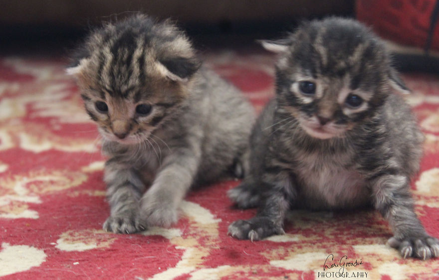 From Rejected Newborns To Loving Kittens