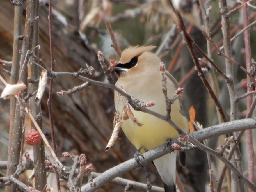 Backyard Birds