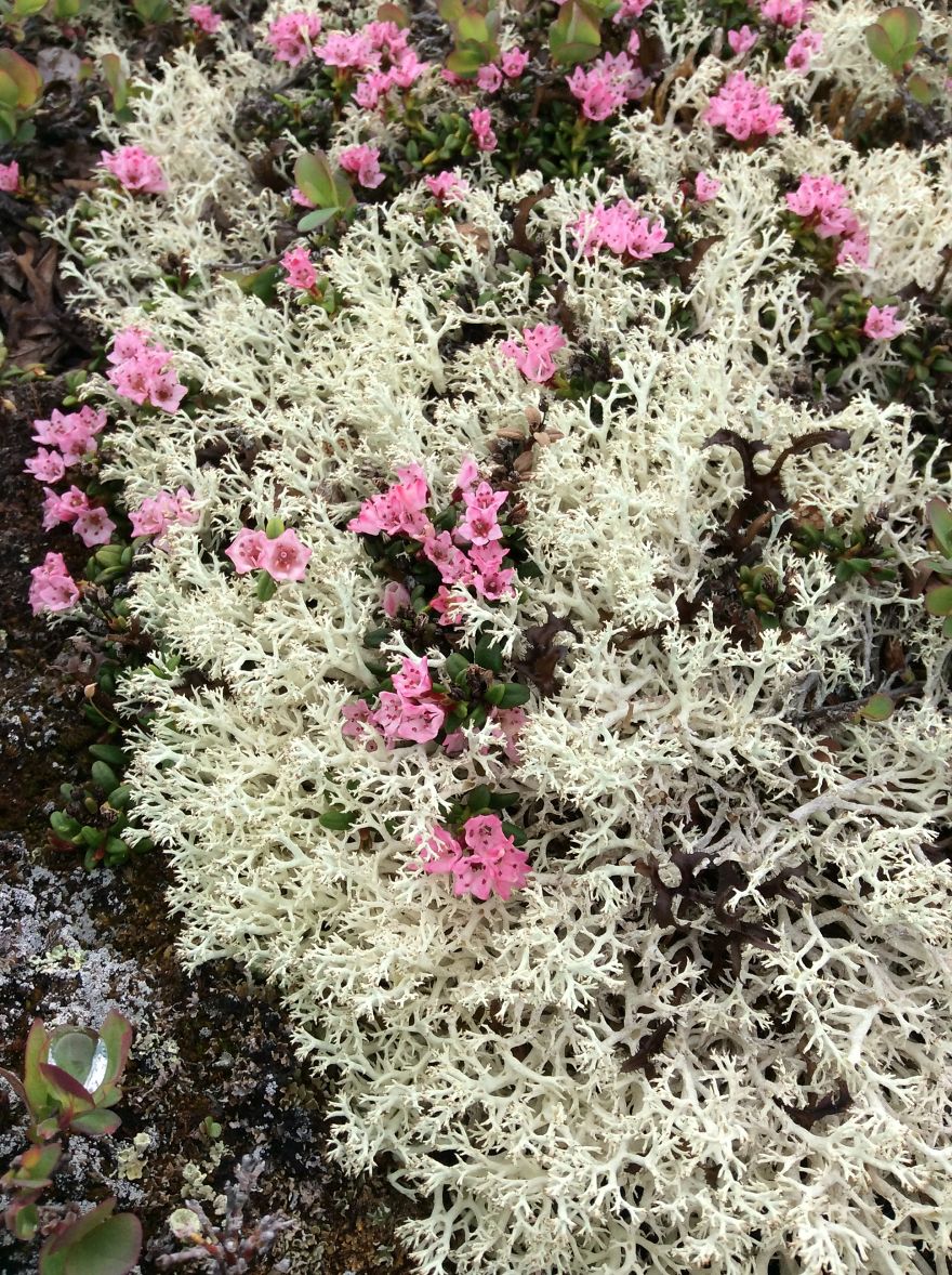 Alaskan Tundra Flowers!