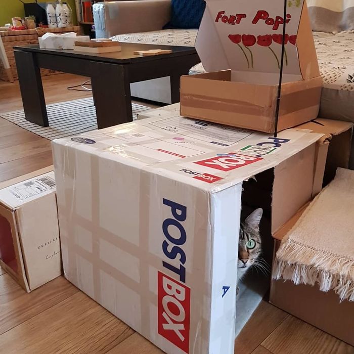 Finally Got Enough Boxes To Make Popi's Dreams Come True...