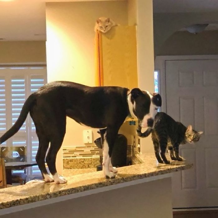 This Shelter Pit Bull Thinks He's A Cat, And His New Family Keeps Posting Photos That Prove It