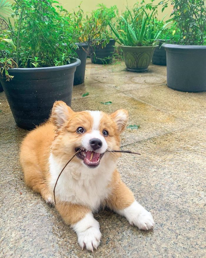 What’s Brown And Sticky?
a Stick!!!! 🙈😝 #feistybaby#corgi#stick