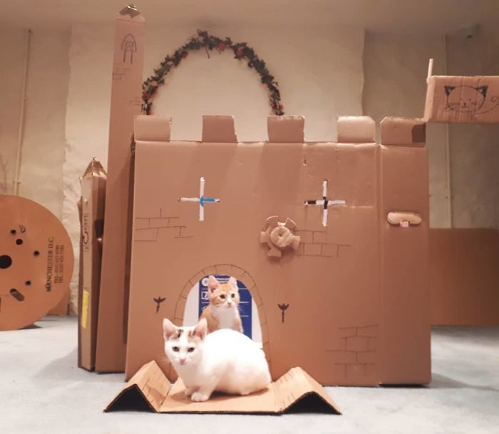So We Apparently Have To Much Time On Our Hands! We Have Made A Kitten Fort Complete With A Tunnel And Targets. Obviously They Only Played With It For About 20 Minutes And It Will Be Ripped To Shreds By Tomorrow But We Had Fun Making It!
#kittens #catsofinstagram #catfort