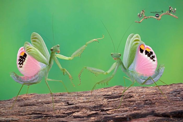 Beautiful-Mantis-Photography-Pang-Way