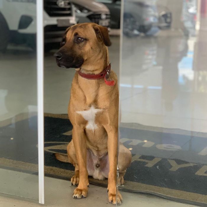 Stray Dog Keeps Visiting A Hyundai Dealership, They Give Him A Job And His Own Badge