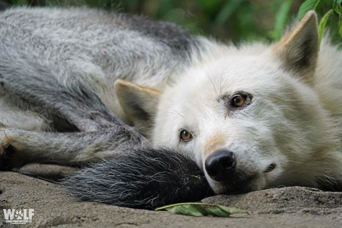 These 2 Wolves Went Viral For Being So Lazy That They Howl While Lying Down