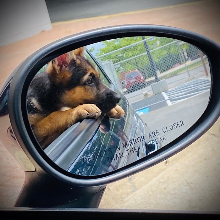 Objects In The Mirror Are Cuter Than They Appear