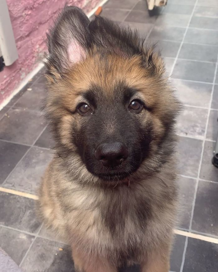 10 Weeks, 9.9kg, Both Ears Up, Teeth As Sharp As Daggers, Eyes That Could Melt Even The Most Frosty Heart