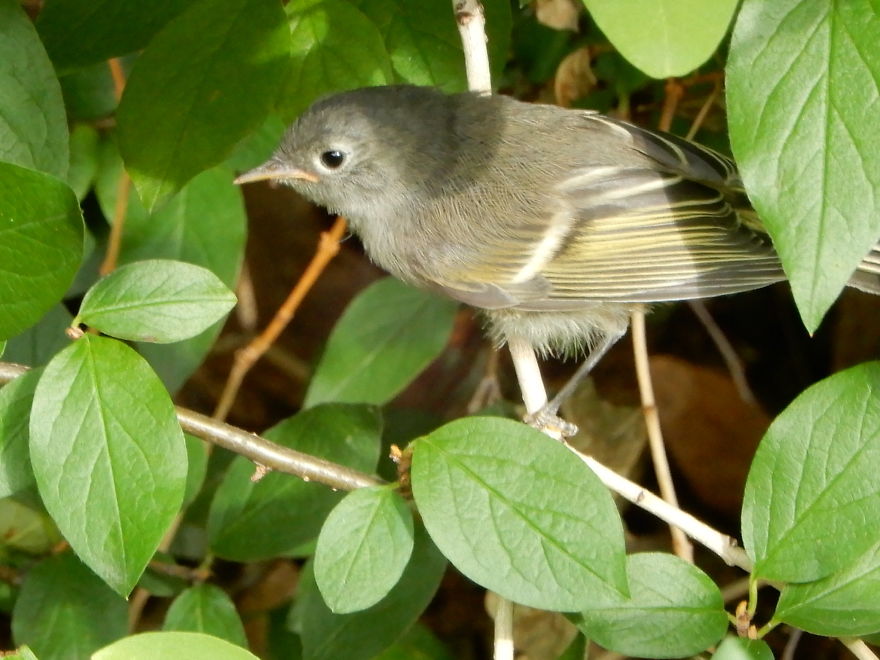 Backyard Birds